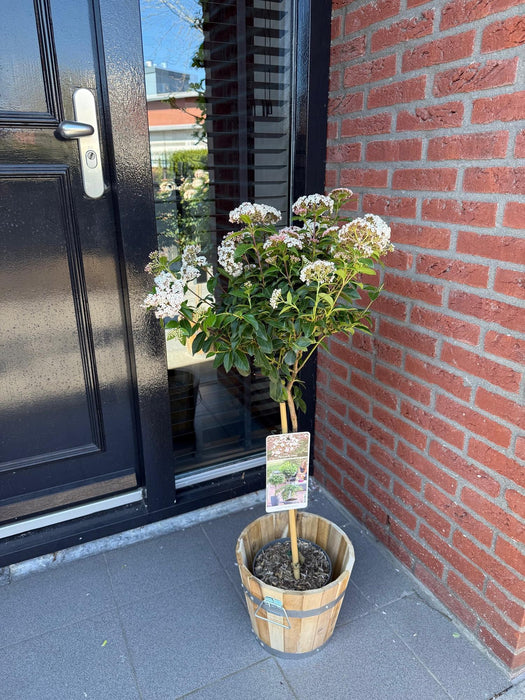 Tuinplant - Viburnum tinus - Plant op stam - Terras Plant - Bladhoudend - Weinig Onderhoud - Pot 19cm Hoogte 90cm