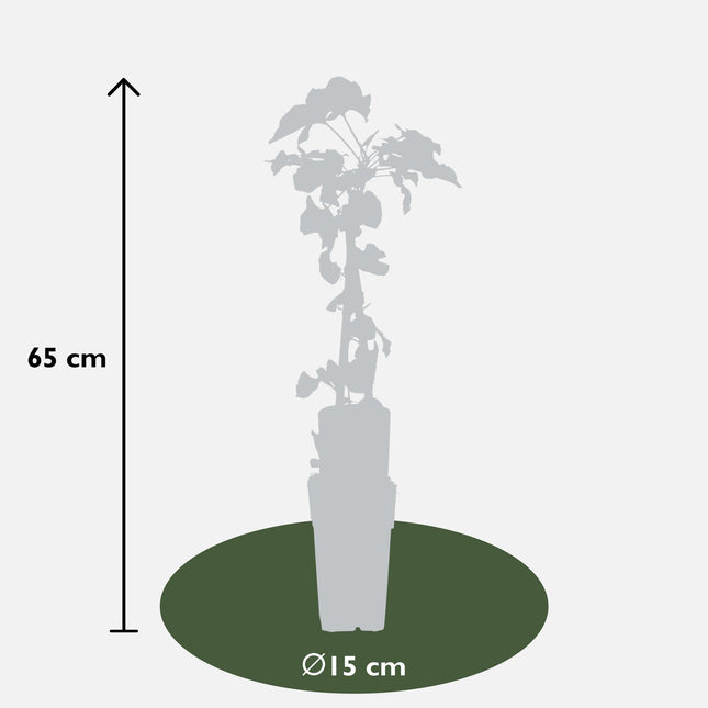Fallopia Baldschuanica - ↕65cm - Ø15cm - 3x