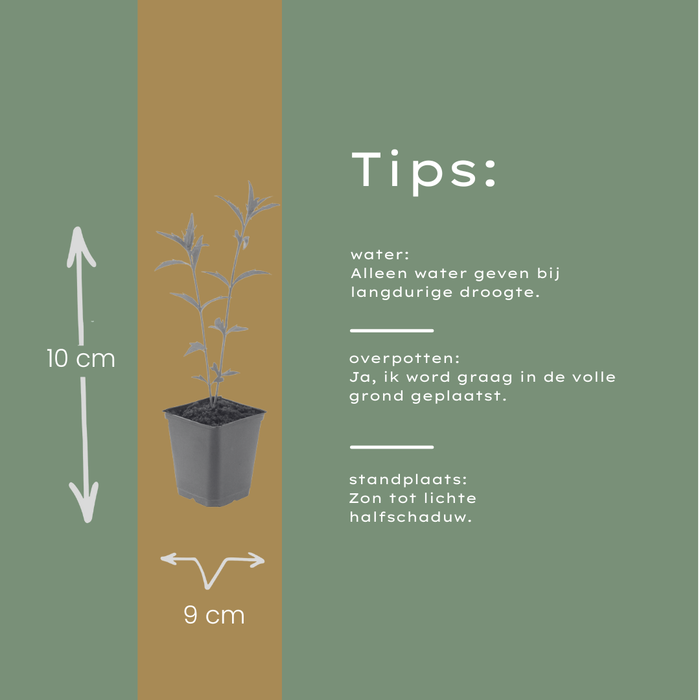 48x Kalimeris incisa 'Blue Star' - ↕10-25cm - Ø9cm