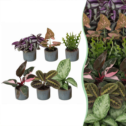 Baby Plants Surprise Box 6x - Verrassingsbox kleine planten - Diversen - Tropisch - incl. Linnea Misty Blue - Ø6cm - ↕5-15cm