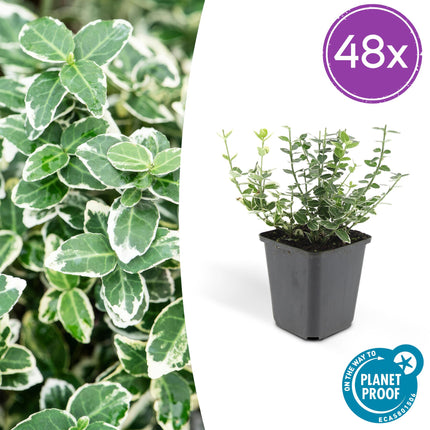 Euonymus fortunei 'Emerald Gaiety' - Cappello del cardinale - ↕10-25cm - Ø9cm - 48x