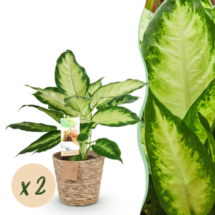 Dieffenbachia Camilla - with basket - ↕45-50cm - Ø17cm - 2x