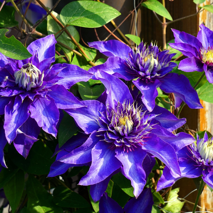 Clematis ‘Multi Blue’ 3x – P9 pot – bijzondere blauw bloeiende klimplant
