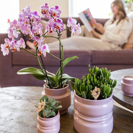 Kolibri Orchids | Combi Deal - 4 Roze-Paarse Phalaenopsis Orchideeën Diamond Bora Bora - Ø9 cm