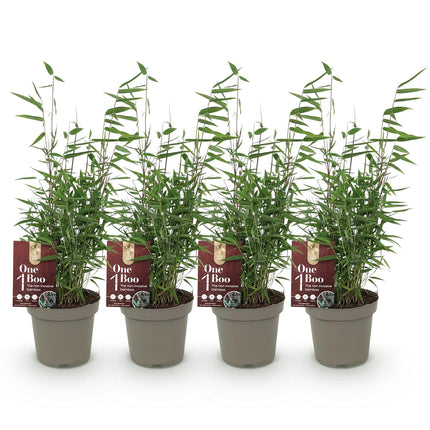 Bambou - Fargesia Red Dragon - Vert - Lot de 4 - Persistant - Non envahissant - Pot de 14 cm - Hauteur 35 cm