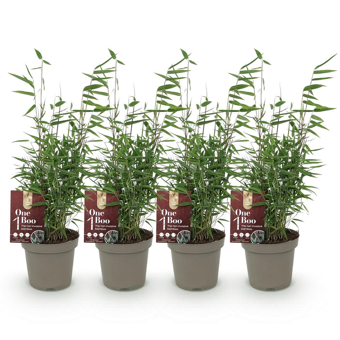 Bamboe - Fargesia Red Dragon - Groen - 4 Planten - Bladhoudend - Niet Woekerend- Pot 14cm Hoogte 35cm