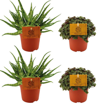 Aloe Spider 2x + Callisia Turtle 2x - ↕10cm - Ø10.5cm - 4x