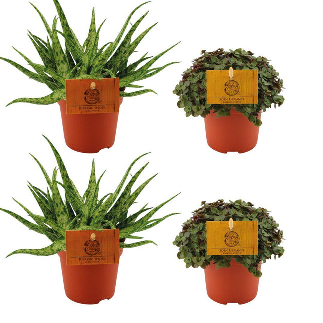 Aloe Spider 2x + Callisia Turtle 2x - ↕10cm - Ø10.5cm - 4x