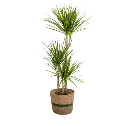 Dracaena marginata zielona z koszykiem - ↕110-130cm - Ø21cm