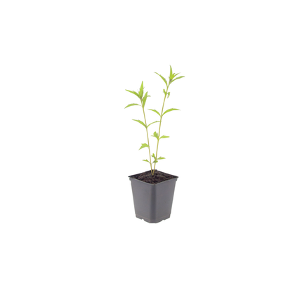 Aster de verano - Kalimeris incisa 'Blue Star' - ↕10-25cm - Ø9cm - 12x