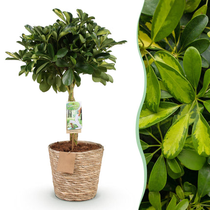Schefflera Gold Capelle - Fingertræ - med guldkurv - ↕70-80cm - Ø21cm