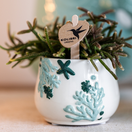 Kolibri Home | Doniczka koralowa - niebieska - Ø6 cm