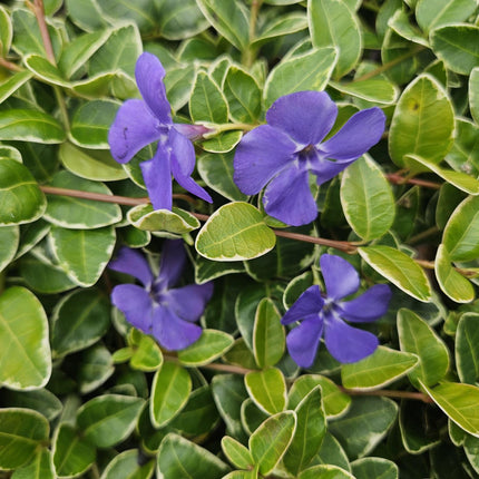 Vinca minor 'Ralph Shugert' - Kleine Maagdenpalm - ↕10-25cm - Ø9cm - 48x