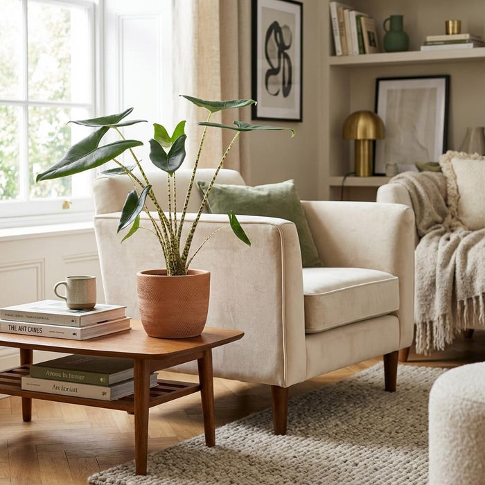 Alocasia Zebrina - ↕70-75cm - Ø21cm