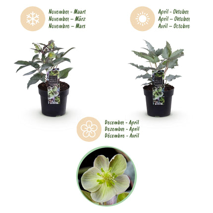 Lenten Rose - Helleborus sternii Silver Dollar - Green Flower - ↕35cm - Ø14cm - 2x