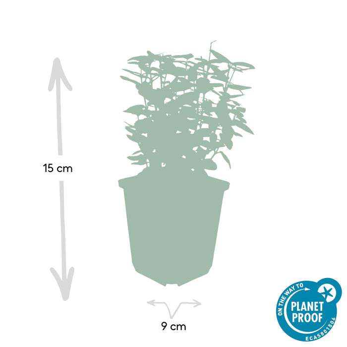Euonymus fort. 'Emerald 'n Gold’ - ↕10-25cm - Ø9cm - 24x