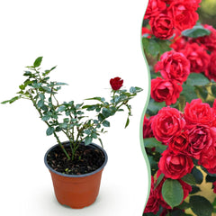 Collection image for: Rosier