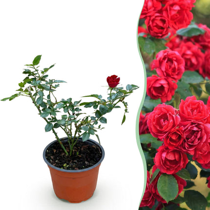 Rosa Rote Feen - Rose - Hårdfør - Rød - 1 Plante - Potte 12cm - Højde 20-25cm