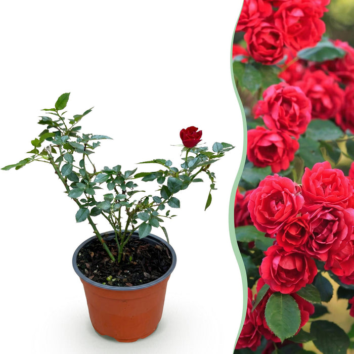 Rosa Rote The Fairy - Roos - Winterhard - Rood - 1 Plant - Pot 12cm - Hoogte Hoogte 20-25cm