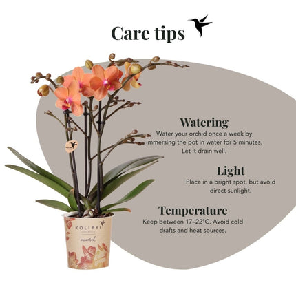 Kolibri Orchids | Gift Set Tree - Oranje Phalaenopsis Orchidee Mineral Bolzano & Succulent