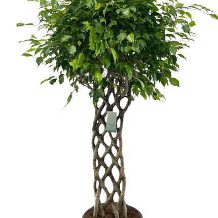Ficus Benjamina gevlochten mat - ↕170-180cm
