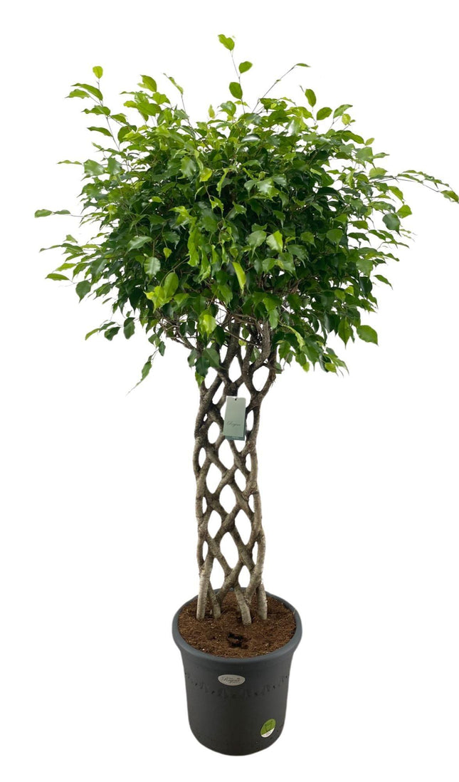 Ficus Benjamina braided mat - ↕170-180cm