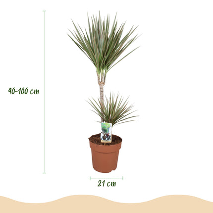 Dracaena Marginata Bicolor – Drachenblutbaum – Topf 21 cm – Höhe 90–100 cm