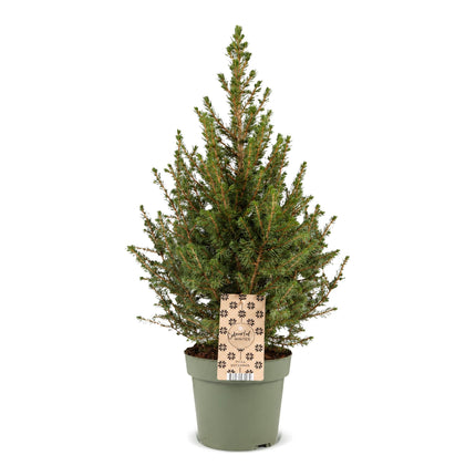 Picea glauca Conica - Kegelspar - Groen - Kerstboom - Ø17cm - ↕65cm