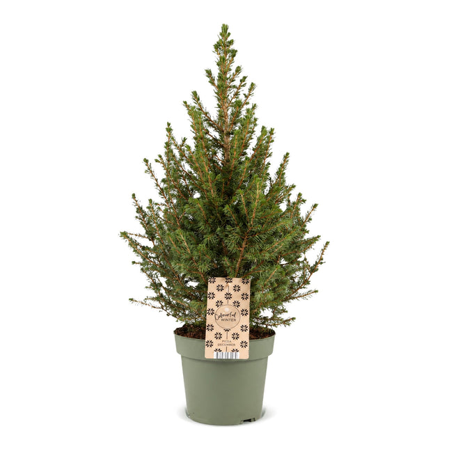 Picea glauca Conica - Kegelspar - Groen - Kerstboom - Ø17cm - ↕65cm