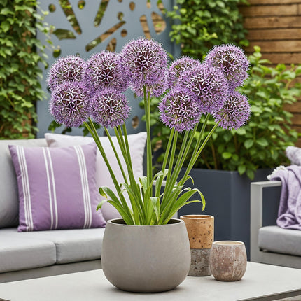 Bulbes de fleurs - Allium Christophii - Violet - 15 pièces - Calibre 10/2 - Paquet XXL