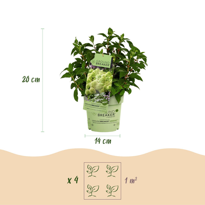 Hydrangea panniculata Groundbreaker Greeny - Pluimhortensia - Creme - ↕20-25cm - Ø14cm