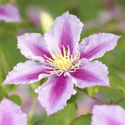 Clematis Piilu - Fiore rosa - Clematis - ↕40 cm - Ø11 cm - 2x