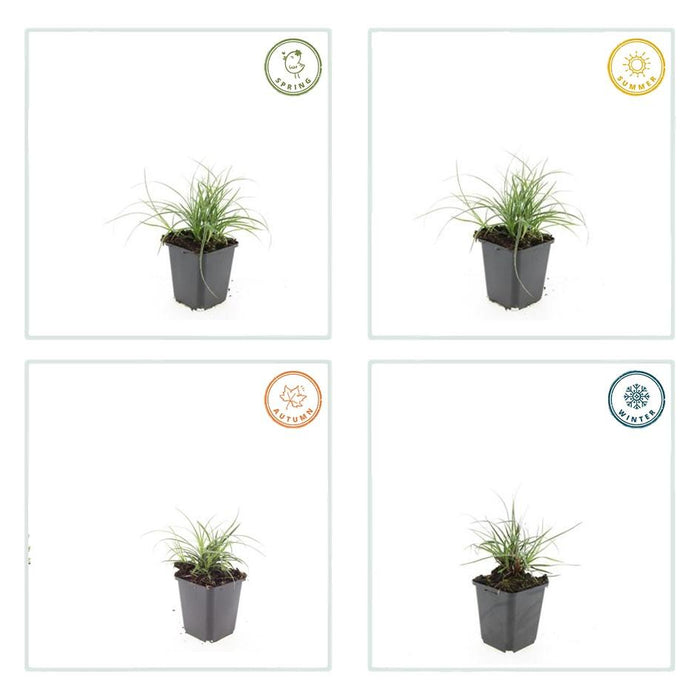 Luzula Nivea - Sneeuwwitte Veldbies - ↕10-25cm - Ø9cm - 12x