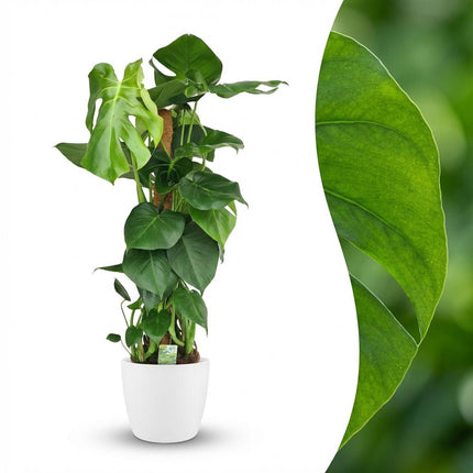 Monstera Deliciosa moss tip - roślina o wyglądzie sera szwajcarskiego - w białej doniczce - ↕90cm - Ø19cm