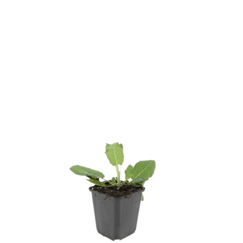 Salvia Nemorosa ‘Mainacht' - Bossalie - ↕10-25cm - Ø9cm - 48x