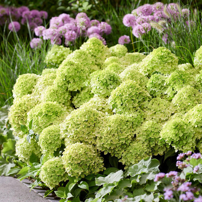 Hydrangea panniculata Groundbreaker Greeny - Pluimhortensia - Creme - ↕20-25cm - Ø14cm - 4x