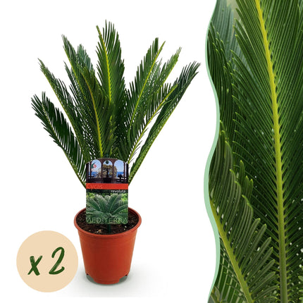 Cycas revoluta - Palm fern - ↕45cm - Ø14cm