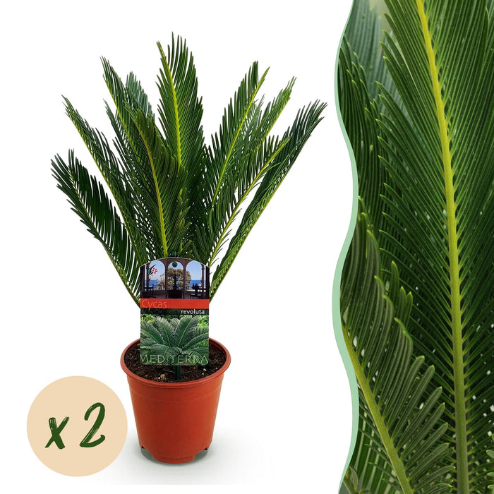 Cycas revoluta - Palmvaren - ↕45cm - Ø14cm