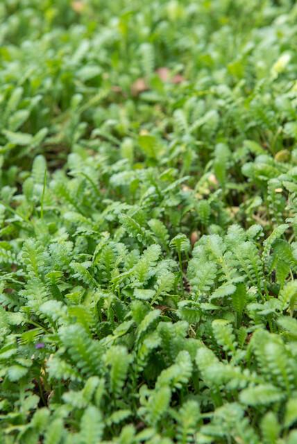 Leptinella Squalida - Koperknoopje - ↕10-25cm - Ø9cm - 12x