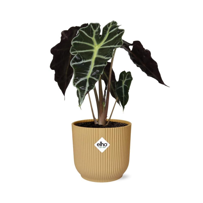 Alocasia ‘Polly’ in gele elho Vibes Fold - Ø14cm