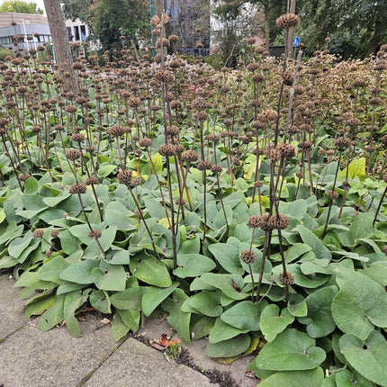 Phlomis russeliana - ↕10-25cm - Ø9cm - 24x