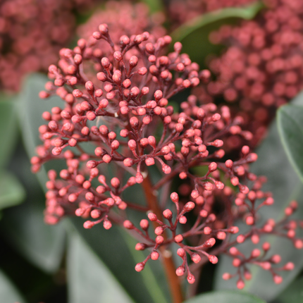 Skimmia 'Rubella' – ↕20-25 cm - Ø10.5 cm - 3x