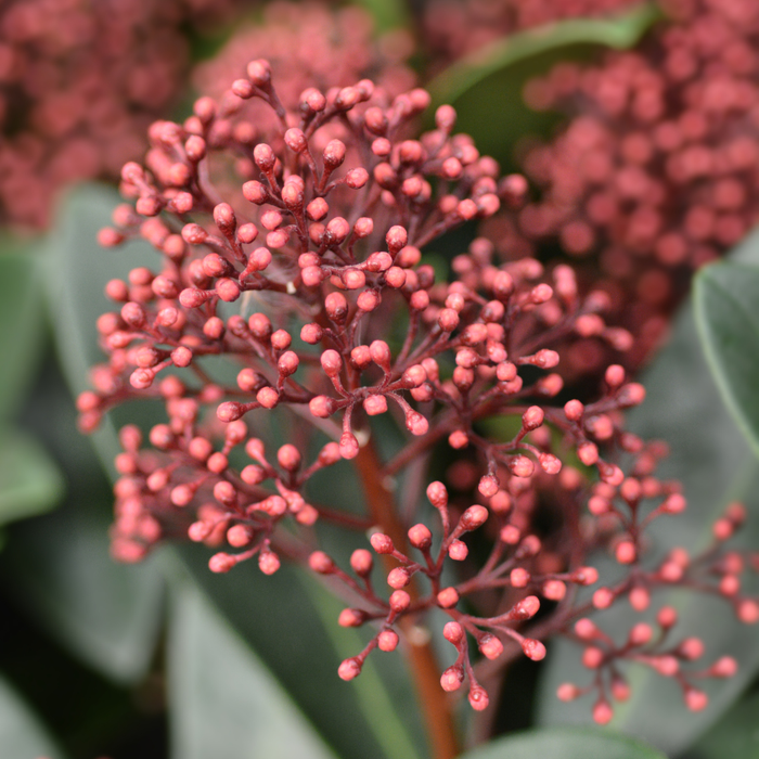 Skimmia 'Rubella' – ↕20-25 cm - Ø10,5 cm - 3x