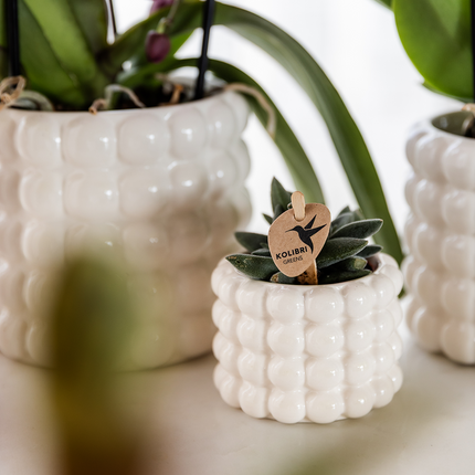 Kolibri Home | Doniczka dekoracyjna Poppy - biała - Ø9 cm