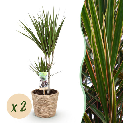 Dracaena Marginata - Dragetræ - med kurv - ↕70-80cm - Ø17cm - 2x