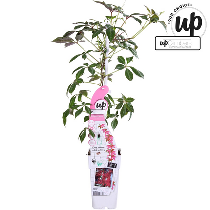 Parthenocissus henryana - Parra virgen - ↕65cm - Ø15cm