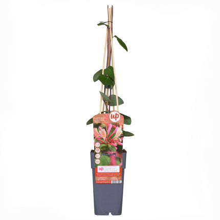 Lonicera periclymenum 'Belgica' - Madreselva - ↕65cm - Ø15cm