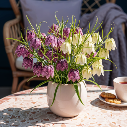 Bulbes de fritillaire (Fritillaria meleagris Mix) - Violet et blanc - 30 bulbes - Calibre 6/7 - Paquet XXL