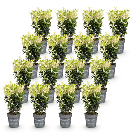 Euonymus japonica Paloma Blanca - Kardinaalsmuts - 16x Haagplanten - Groenblijvend - Groen - Wit - Pot 9cm - Hoogte 20-30cm