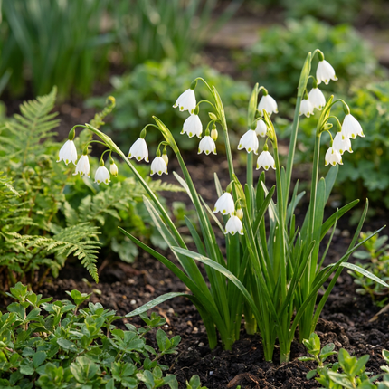 80x Leucojum Aestivum - Bloembollen - Zomerschneeklokje - Wit - Voorjaarsbloeier - Bolmaat 8/9